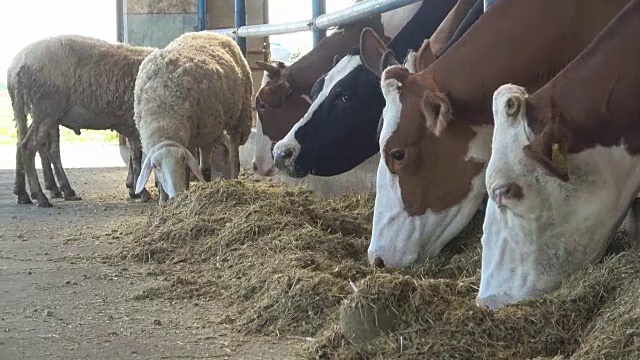 羊和牛在农场的马厩里视频下载