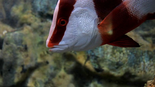帝王鲷鱼，红鲷鱼视频下载