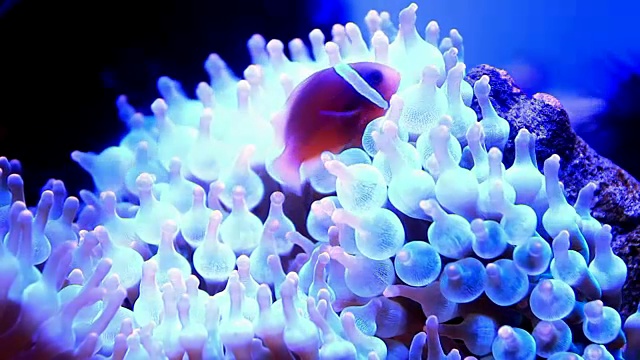 海葵视频素材