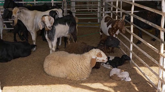 山羊和绵羊在谷仓里躺着，走着视频下载