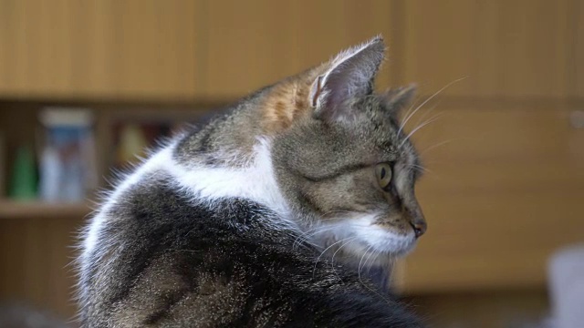 害羞的猫看着慢镜头4k视频素材