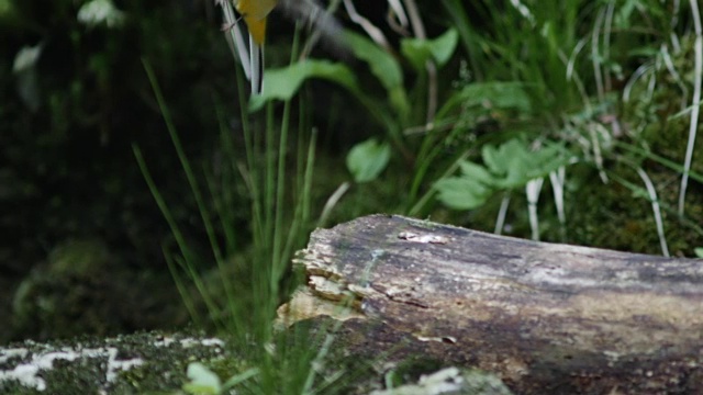 灰色鹡尾的细节(Motacilla cinerea)视频下载
