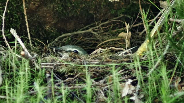 灰鹡鸰在巢中喂养雏鸟的细节视频下载