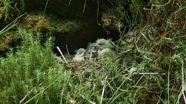 灰鹡鸰在巢中喂养雏鸟的细节视频下载