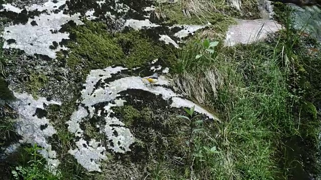 灰色鹡尾的细节(Motacilla cinerea)视频下载