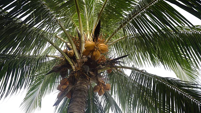 椰子树和椰子视频素材