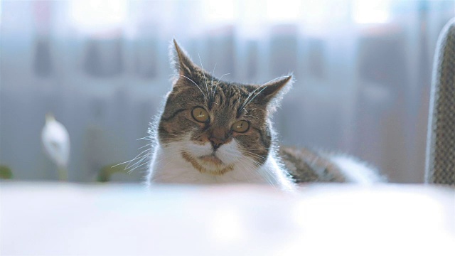 猫咪在看4k慢镜头视频素材