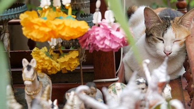 泰国园林中的传统佛坛，用鲜花和各种象征人物装饰。一只红色的猫坐在祭坛上视频下载