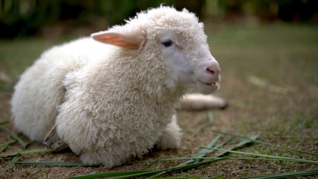 小羊羔在户外吃草。视频素材