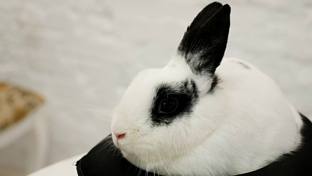 白兔坐视频素材