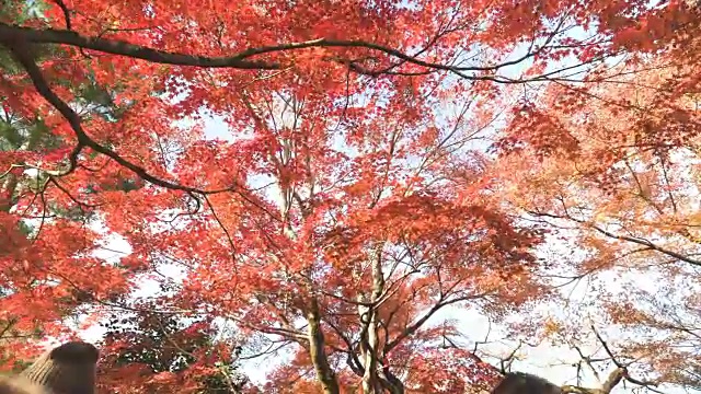 在日本的秋天散步视频素材