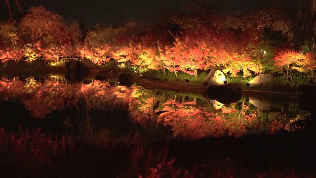 倾斜:红色的枫树倒影在夜晚静止的池塘视频素材