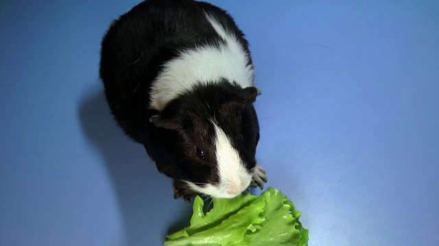 有趣的五颜六色的天竺鼠坐在桌子上吃绿色沙拉视频素材