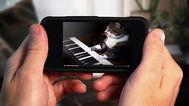 看有趣的键盘玩智能手机上的猫视频素材