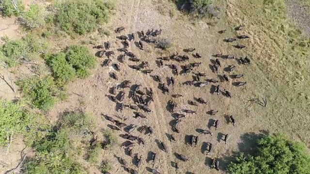 从高空俯瞰，在博茨瓦纳的奥卡万戈三角洲，一大群开普敦水牛视频素材