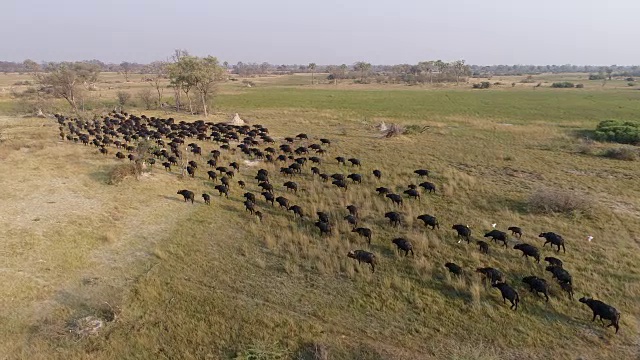 鸟瞰图的一大群开普敦水牛离开相机在奥卡万戈三角洲，博茨瓦纳视频素材