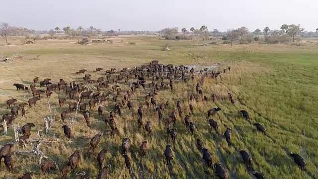 在博茨瓦纳的奥卡万戈三角洲，从空中飞过一大群开普水牛离开摄像机穿过沼泽湿地视频素材