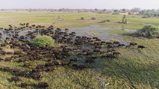 空中特写的大群南非水牛走过沼泽湿地，在奥卡万戈三角洲，博茨瓦纳视频素材