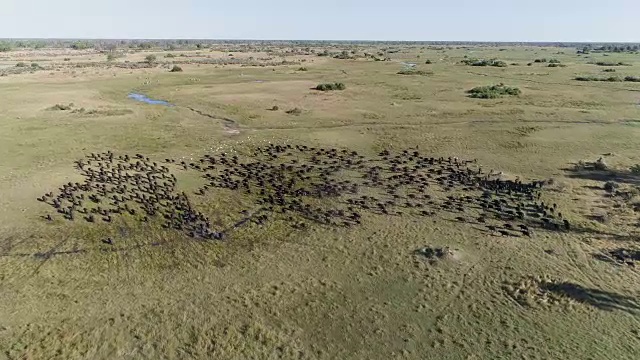 在博茨瓦纳奥卡万戈三角洲的高空鸟瞰图中，一大群开普敦水牛从照相机前逃跑视频素材