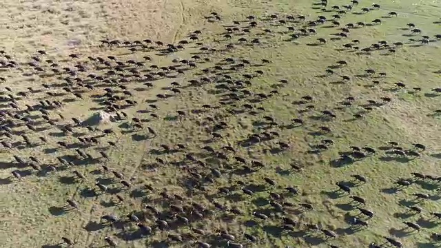 高空鸟瞰图一大群开普敦水牛跑过奥卡万戈三角洲，博茨瓦纳视频素材