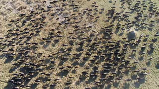 高空鸟瞰图一大群开普敦水牛跑过奥卡万戈三角洲，博茨瓦纳视频素材