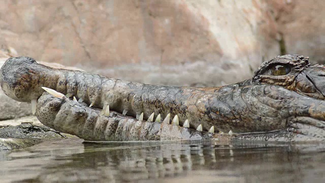 鳄鱼头，假长鼻鳄或切口鳄，漂浮在河中视频下载