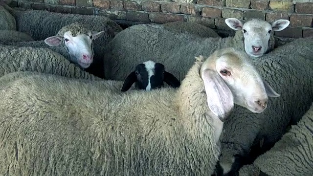 草地上的羊视频下载