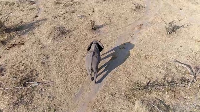 从空中俯瞰博茨瓦纳丛林草原上的大象视频素材
