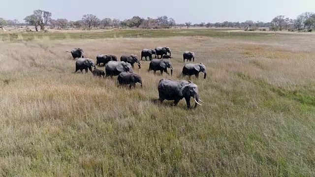 在博茨瓦纳奥卡万戈三角洲的沼泽草原上，一群正在繁殖的象群在空中放大视频素材