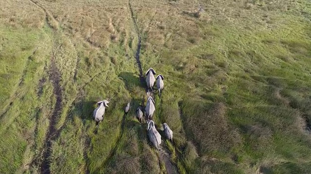 鸟瞰图的繁殖象群行走在沼泽草原的奥卡万戈三角洲，博茨瓦纳视频素材
