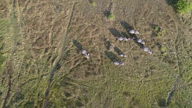 高空鸟瞰一群在奥卡万戈三角洲沼泽草原上行走的大象，博茨瓦纳视频素材