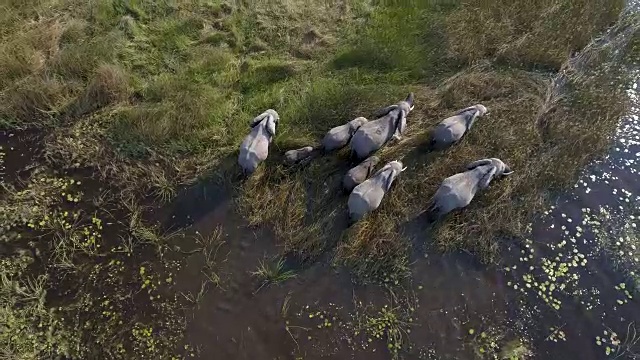 在奥卡万戈三角洲沼泽草原上行走的象群，博茨瓦纳的近距离鸟瞰图视频素材