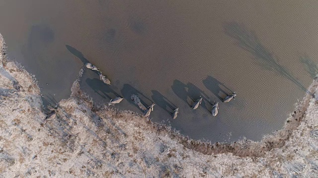 高空鸟瞰一小群大象在奥卡万戈三角洲的一条河里饮水，博茨瓦纳视频素材