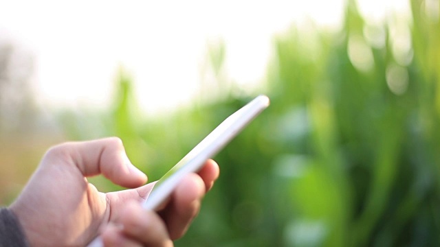 农民在玉米地里使用智能手机视频下载