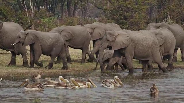 一群正在繁殖的大象喝完水后带着幼崽离开了河流。前景是鹈鹕。奥卡万戈三角洲,博茨瓦纳视频下载
