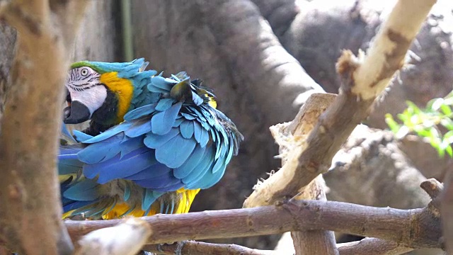 金刚鹦鹉蓝色和黄色的鹦鹉在树枝上4k慢镜头视频素材