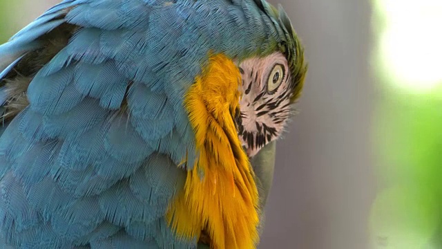金刚鹦鹉蓝色和黄色的4k慢镜头鹦鹉视频素材