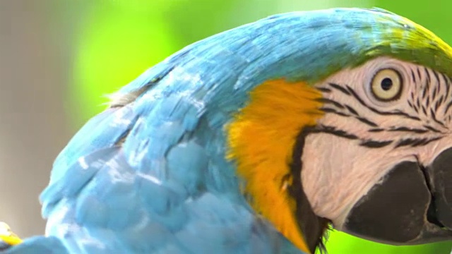 金刚鹦鹉蓝色和黄色的4k慢镜头鹦鹉视频素材