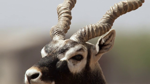 雄性黑羚的角和头，维拉瓦达尔，印度视频素材