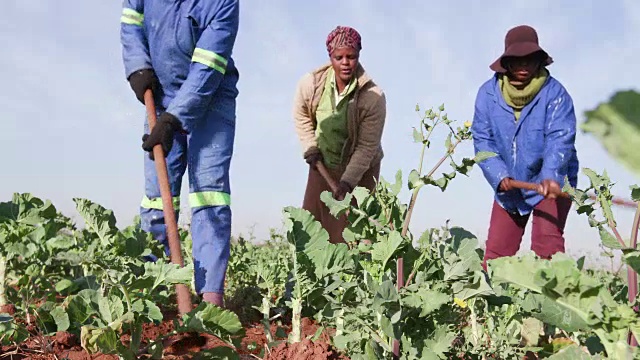 三名非洲妇女用锄头在田里犁地的特写镜头视频下载