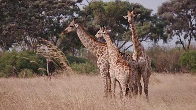 三只长颈鹿站在博茨瓦纳的非洲丛林草原上视频素材