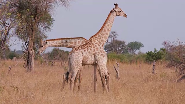 两只长颈鹿在非洲丛林草原上争夺统治权，博茨瓦纳视频素材