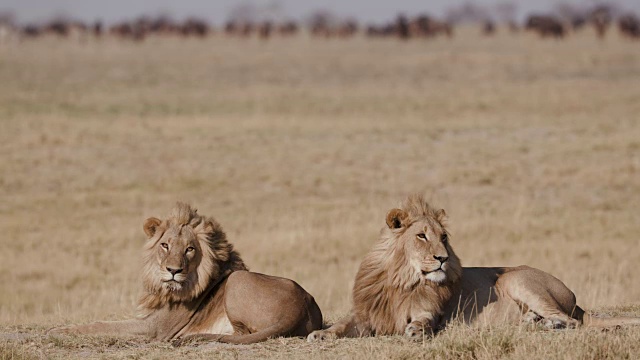 两只雄狮与身后的角马在一起休息，摄于博茨瓦纳视频下载