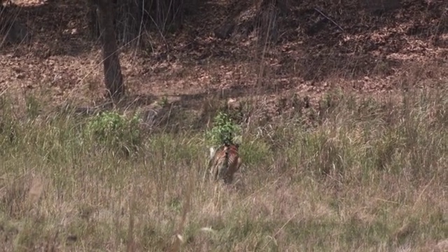 孟加拉虎(Panthera tigris)追逐chital鹿猎物在草原，班德哈瓦加，印度视频素材