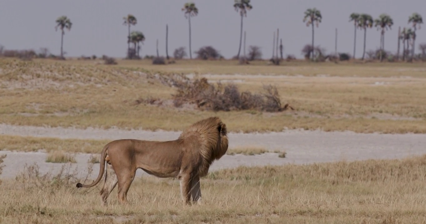 博茨瓦纳草原上的雄狮视频下载