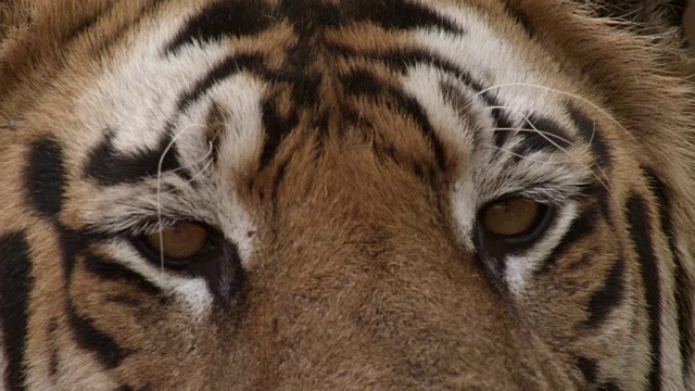 孟加拉虎(Panthera tigris)的眼睛和脸，班德哈瓦加，印度视频素材