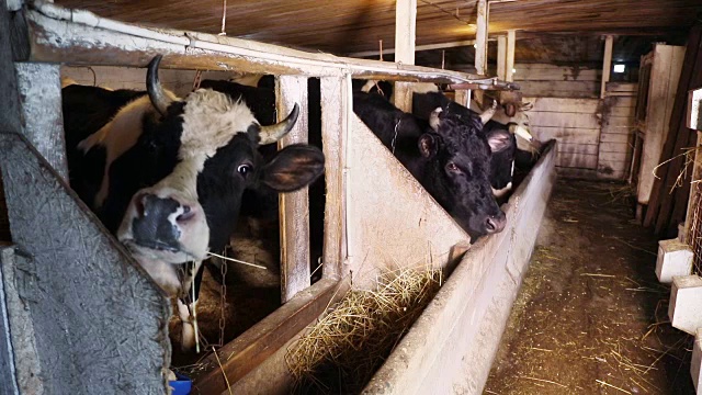 牛栏里的奶牛视频素材