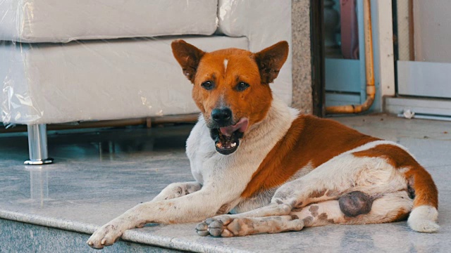 一条白棕色的流浪狗躺在一家家具店的街边，靠在一张白色的沙发上视频素材