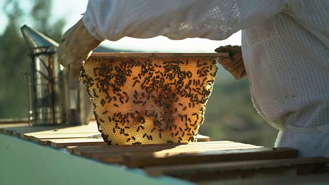 CU雌性养蜂人举着一块蜂巢i视频下载