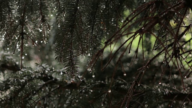 云杉针叶上的雨滴视频素材